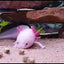 Your one-stop shop for diverse, top-quality aquarium supplies and accessories