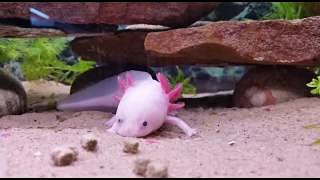 Your one-stop shop for diverse, top-quality aquarium supplies and accessories
