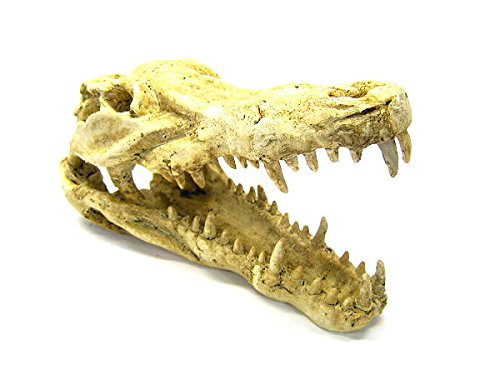 Your one-stop shop for diverse, top-quality aquarium supplies and accessories