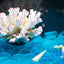 Your one-stop shop for diverse, top-quality aquarium supplies and accessories