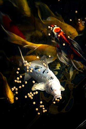 Your one-stop shop for diverse, top-quality aquarium supplies and accessories