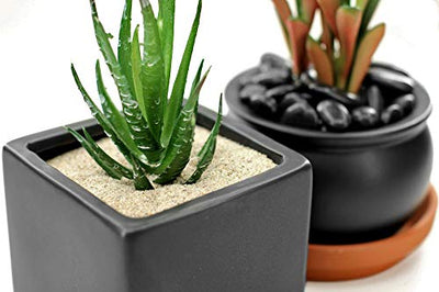Your one-stop shop for diverse, top-quality aquarium supplies and accessories