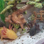 Your one-stop shop for diverse, top-quality aquarium supplies and accessories