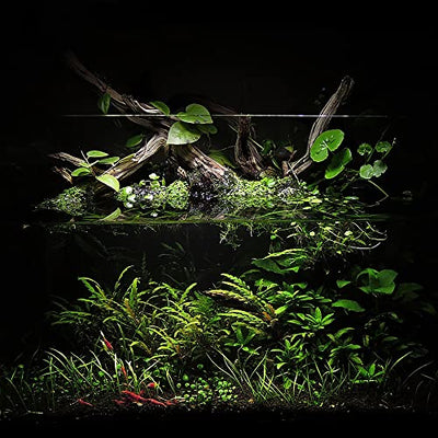 Your one-stop shop for diverse, top-quality aquarium supplies and accessories