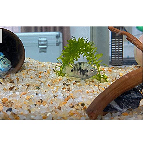Your one-stop shop for diverse, top-quality aquarium supplies and accessories