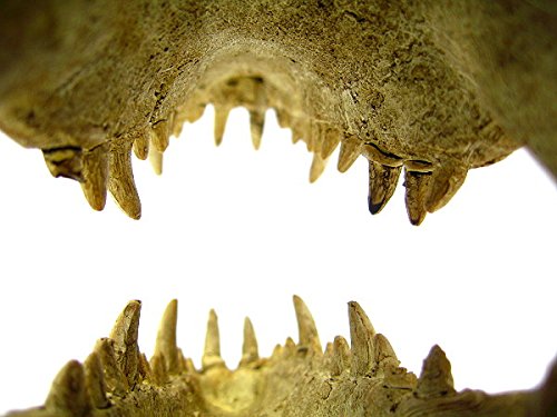 Your one-stop shop for diverse, top-quality aquarium supplies and accessories