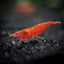 Your one-stop shop for diverse, top-quality aquarium supplies and accessories