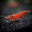 Your one-stop shop for diverse, top-quality aquarium supplies and accessories