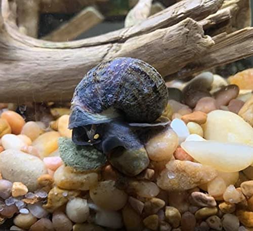 Your one-stop shop for diverse, top-quality aquarium supplies and accessories