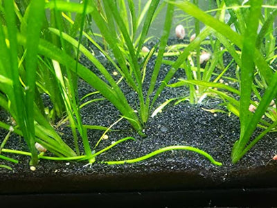 Your one-stop shop for diverse, top-quality aquarium supplies and accessories