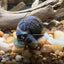 Your one-stop shop for diverse, top-quality aquarium supplies and accessories