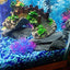 Your one-stop shop for diverse, top-quality aquarium supplies and accessories
