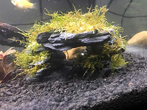 Your one-stop shop for diverse, top-quality aquarium supplies and accessories