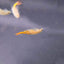 Your one-stop shop for diverse, top-quality aquarium supplies and accessories