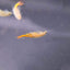 Your one-stop shop for diverse, top-quality aquarium supplies and accessories