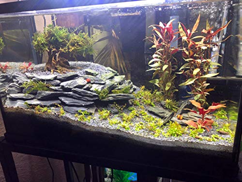 Your one-stop shop for diverse, top-quality aquarium supplies and accessories
