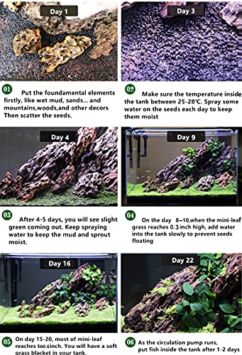 planting seeds in aquarium Live Aquarium Plant Seeds Combo,Fresh Water Grass Mini Leaf & Hair Gra – Supply AG