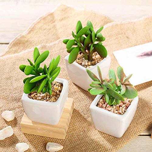 Your one-stop shop for diverse, top-quality aquarium supplies and accessories