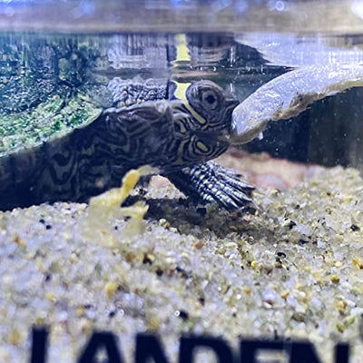 Your one-stop shop for diverse, top-quality aquarium supplies and accessories