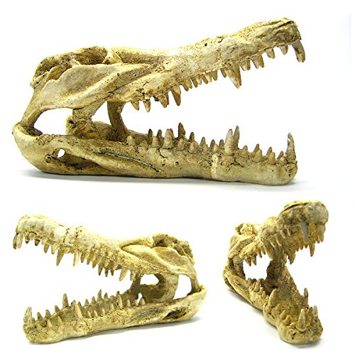 Your one-stop shop for diverse, top-quality aquarium supplies and accessories