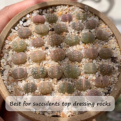 where to buy succulent top dressing Miukada 3.3 Pounds Coarse Silica Sand, Mini Natural Top Dressing Sand, – Supply AG