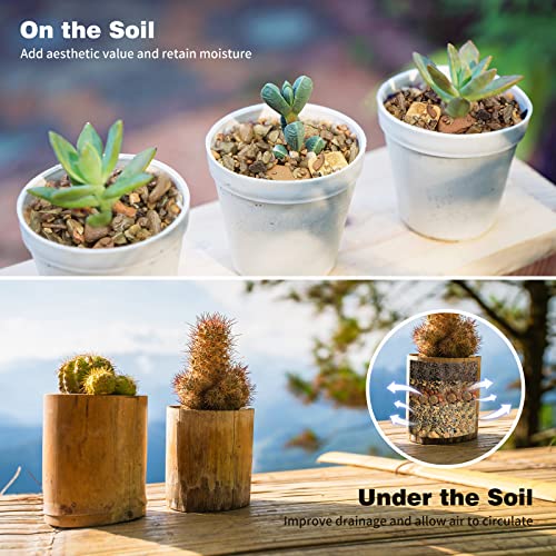 Your one-stop shop for diverse, top-quality aquarium supplies and accessories