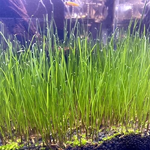 aquatic plant seeds for aquarium Live Aquarium Plant Seeds Combo,Fresh Water Grass Mini Leaf & Hair Gra – Supply AG