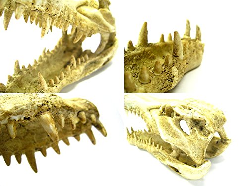 Your one-stop shop for diverse, top-quality aquarium supplies and accessories