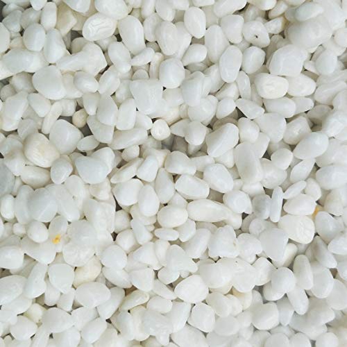 Your one-stop shop for diverse, top-quality aquarium supplies and accessories