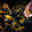 Your one-stop shop for diverse, top-quality aquarium supplies and accessories