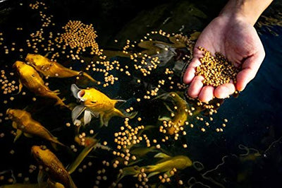Your one-stop shop for diverse, top-quality aquarium supplies and accessories