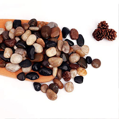 Your one-stop shop for diverse, top-quality aquarium supplies and accessories