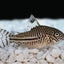 Your one-stop shop for diverse, top-quality aquarium supplies and accessories