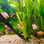 Your one-stop shop for diverse, top-quality aquarium supplies and accessories