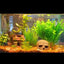 Your one-stop shop for diverse, top-quality aquarium supplies and accessories