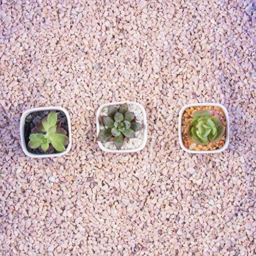 Your one-stop shop for diverse, top-quality aquarium supplies and accessories