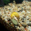 Your one-stop shop for diverse, top-quality aquarium supplies and accessories