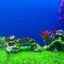 Your one-stop shop for diverse, top-quality aquarium supplies and accessories