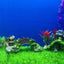 Your one-stop shop for diverse, top-quality aquarium supplies and accessories