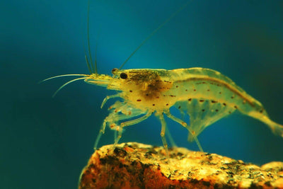 Your one-stop shop for diverse, top-quality aquarium supplies and accessories