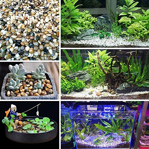Your one-stop shop for diverse, top-quality aquarium supplies and accessories