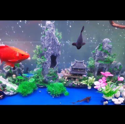 Your one-stop shop for diverse, top-quality aquarium supplies and accessories