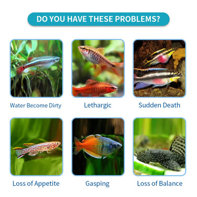 Your one-stop shop for diverse, top-quality aquarium supplies and accessories