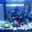 Your one-stop shop for diverse, top-quality aquarium supplies and accessories