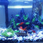 Your one-stop shop for diverse, top-quality aquarium supplies and accessories