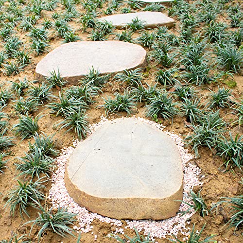 Your one-stop shop for diverse, top-quality aquarium supplies and accessories