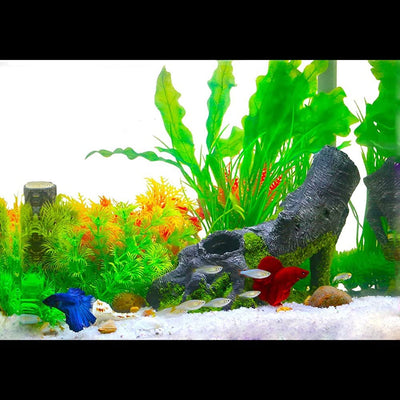 Your one-stop shop for diverse, top-quality aquarium supplies and accessories