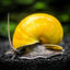 Your one-stop shop for diverse, top-quality aquarium supplies and accessories