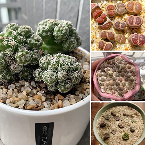 silica sand for succulents Miukada 3.3 Pounds Coarse Silica Sand, Mini Natural Top Dressing Sand, – Supply AG