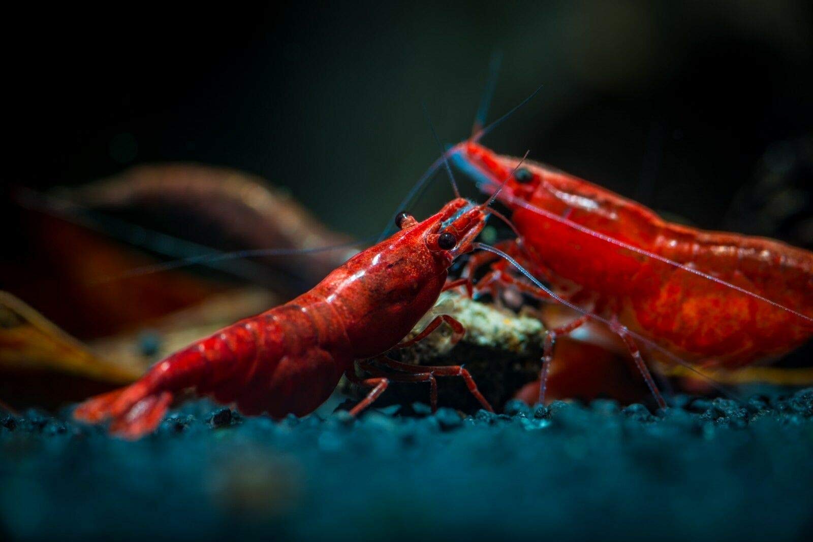 Your one-stop shop for diverse, top-quality aquarium supplies and accessories